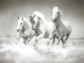 Jogo Quebra-cabeça de cavalos online