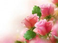 Jogo Rosas Pink online