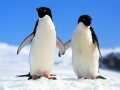 Jogo Quebra-Cabeça Pinguim online