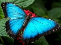 Jogo Quebra-Cabeça da Natureza Borboleta online