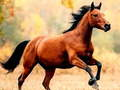 Jogo Escorregador de Cavalo online