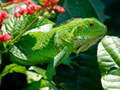 Jogo Iguana Selvagem online