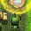 Tanques Tanques online