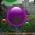 Bolhas  online
