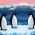 Pinguins Pinguins online