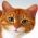 Encontre o gato  online