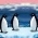 Pinguins  online